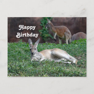 Tarjeta de cumpleaños del canguro rojo 6950