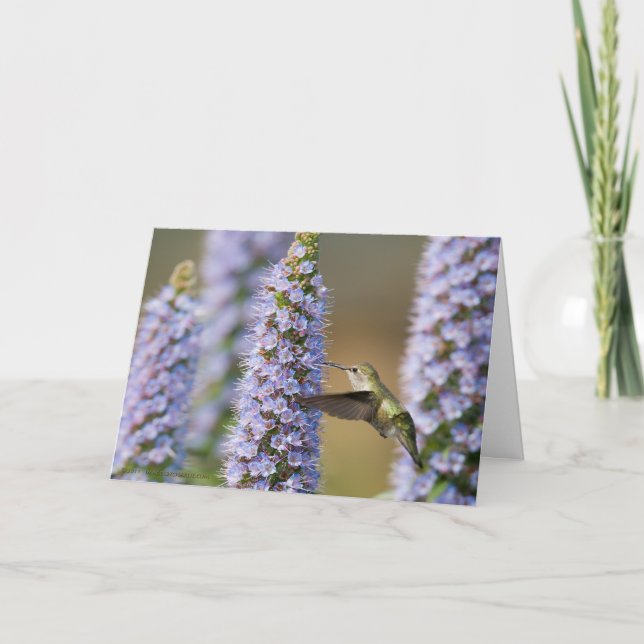 Tarjeta de cumpleaños del colibrí (Anverso)