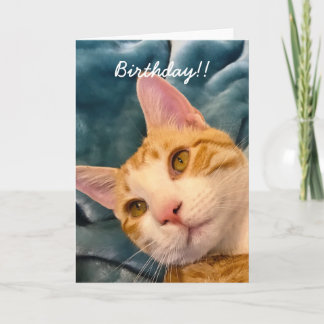 Tarjeta de cumpleaños del gato