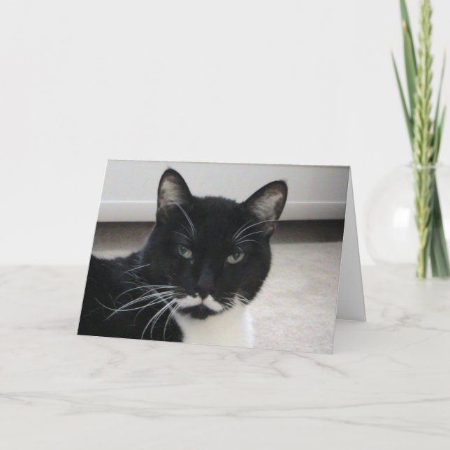 Tarjeta de cumpleaños del gato Humor Tuxedo ( plan (Anverso)
