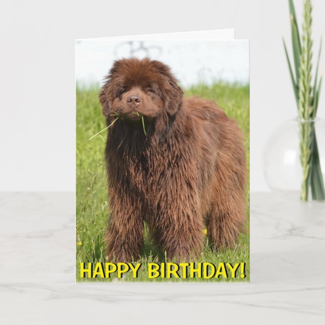 Tarjeta de cumpleaños del perrito de Terranova (Anverso)