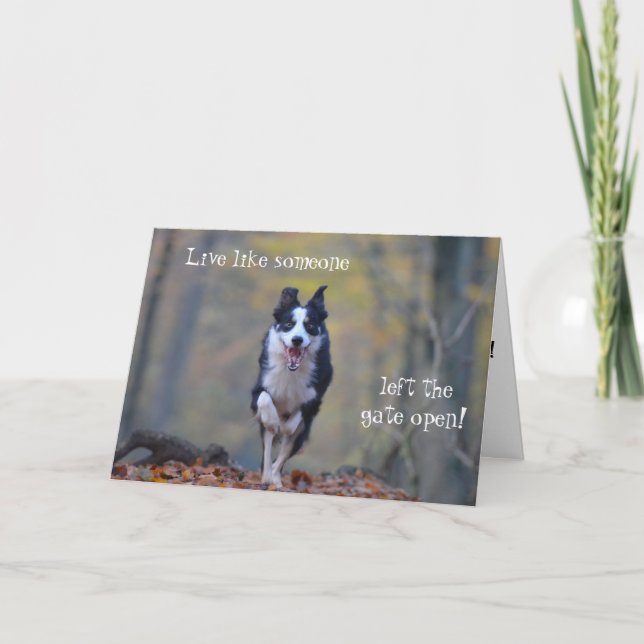 Tarjeta de cumpleaños del perro Collie de borde fe (Anverso)