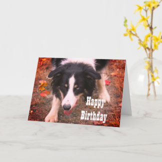 Tarjeta de cumpleaños del perro de la estrella del