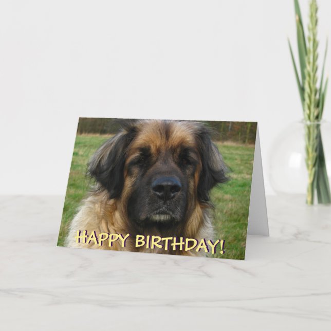 Tarjeta de cumpleaños del perro de Leonberger (Anverso)