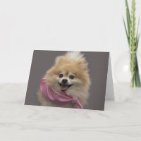 Tarjeta de cumpleaños del perro de Pomeranian por