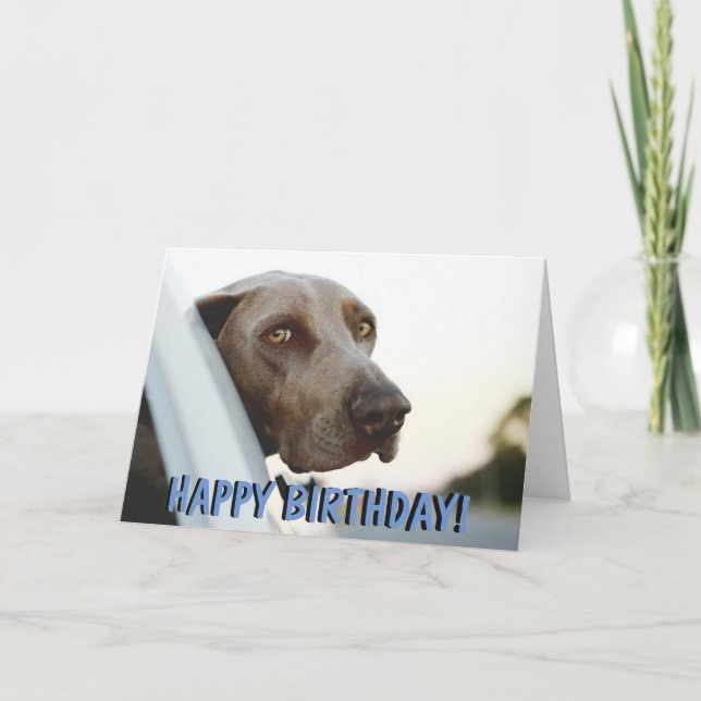 Tarjeta de cumpleaños del perro de Weimaraner (Anverso)