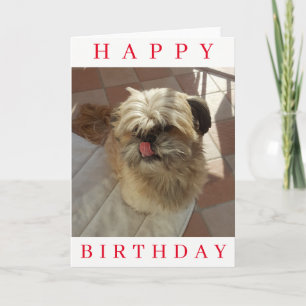 Tarjeta de cumpleaños del perro Shih Tzu