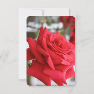 Tarjeta de cumpleaños del poema Red Rose Scottish