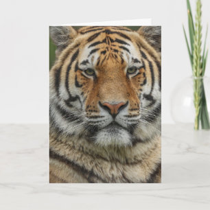 TARJETA DE CUMPLEAÑOS DEL TIGRE DE BENGALA