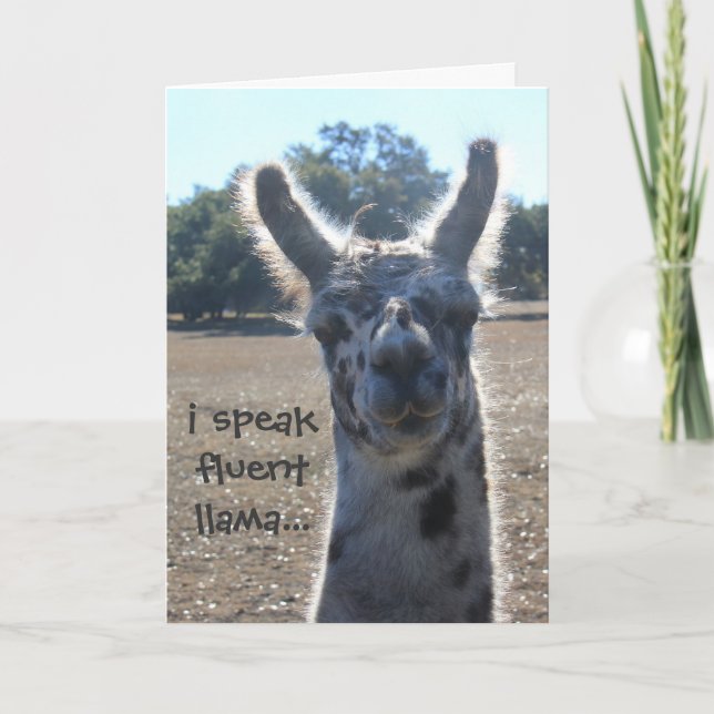 Tarjeta de cumpleaños divertida de la llama, hablo (Anverso)