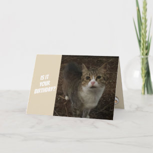 Tarjeta de cumpleaños divertida del gatito