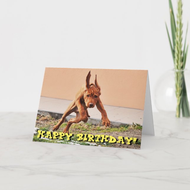 Tarjeta de cumpleaños divertida del perrito del (Anverso)