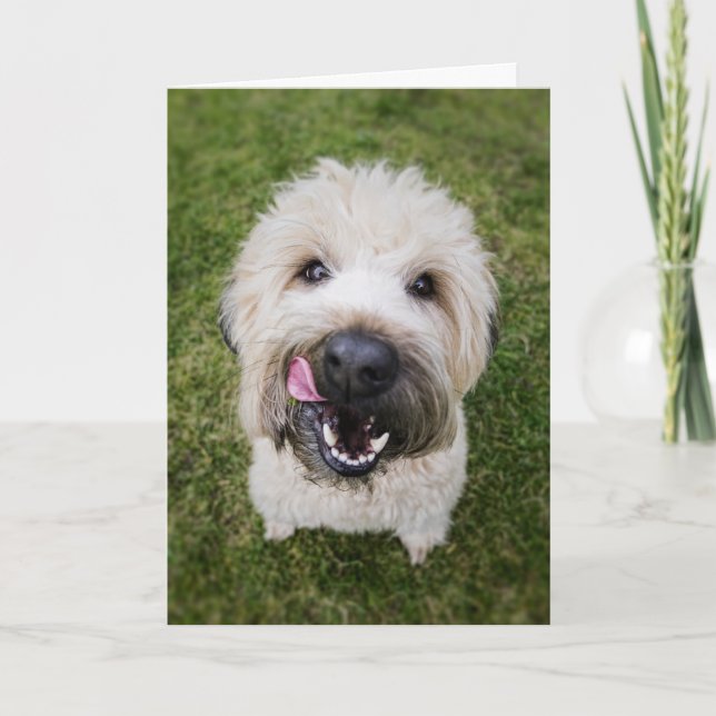 Tarjeta de cumpleaños divertida para perros (Anverso)