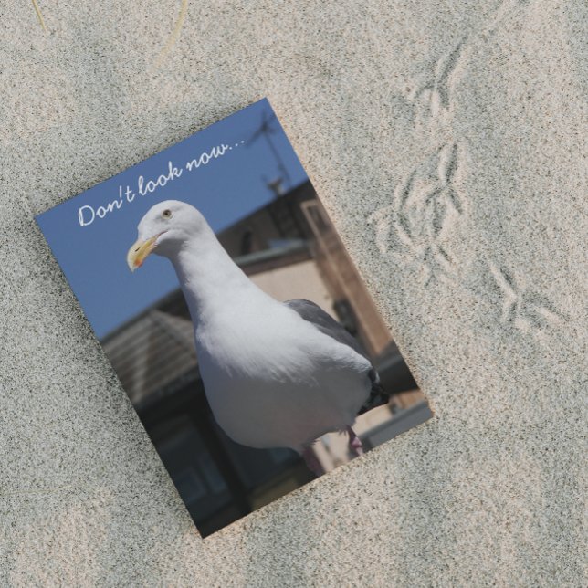 Tarjeta de cumpleaños divertida Seagull Surprise (In Situ)