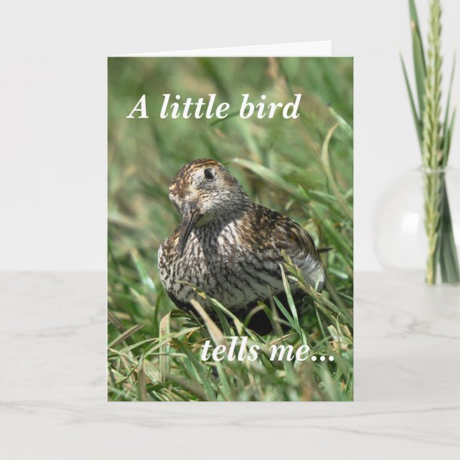 Tarjeta de cumpleaños: Dunlin (Anverso)