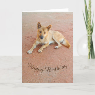 Tarjeta de cumpleaños en blanco - dingo