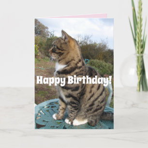 Tarjeta de cumpleaños feliz a gatos de Tabby Cute 