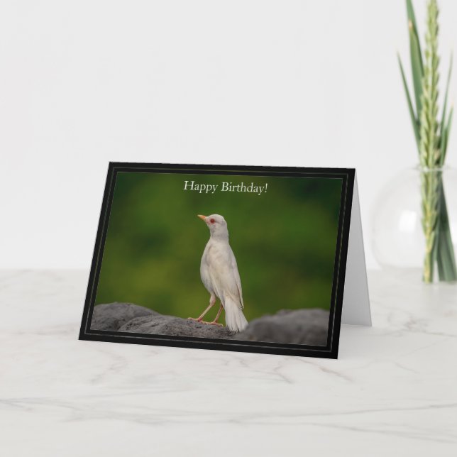 Tarjeta de cumpleaños feliz Albino Oriental Robin (Anverso)