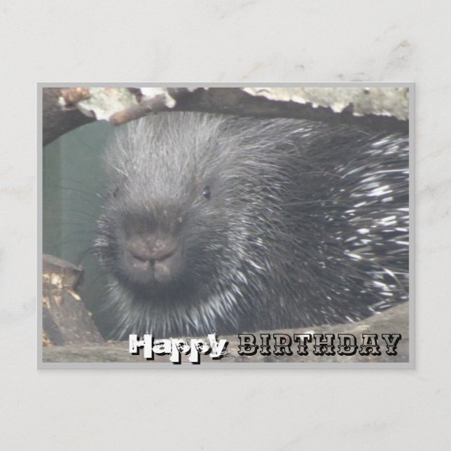 Tarjeta de cumpleaños feliz con cara de puercoespí (Anverso)