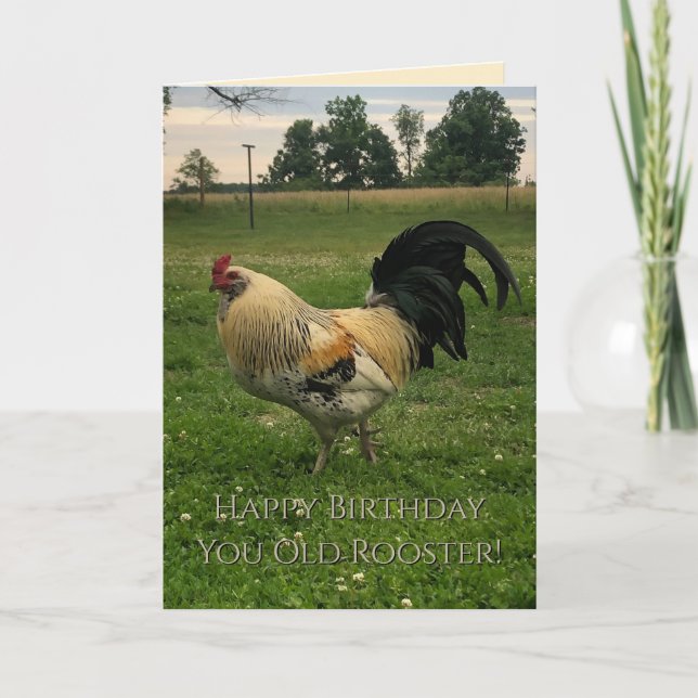 Tarjeta de cumpleaños feliz del gallo de pollo (Anverso)