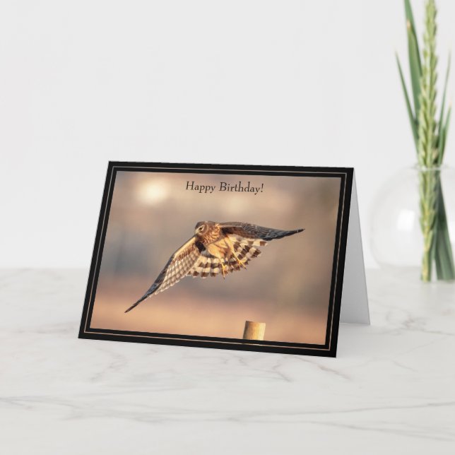 Tarjeta de cumpleaños feliz Northern Harrier Hawk (Anverso)