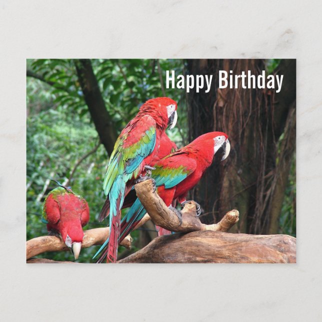 Tarjeta de cumpleaños feliz para loros (Anverso)