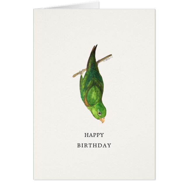 Tarjeta de cumpleaños feliz Parrotlet (Frente)