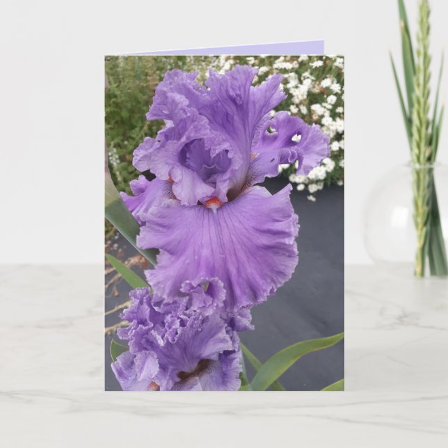 Tarjeta de cumpleaños floral Iris Irises Purple Fl (Anverso)