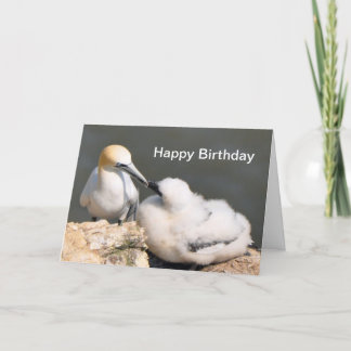 Tarjeta de cumpleaños: Gannet y polluelo