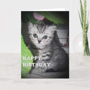 Tarjeta de cumpleaños gatita con manchas de plata