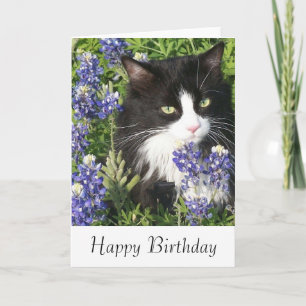 Tarjeta de cumpleaños gato de Tuxedo en Bluebonnet