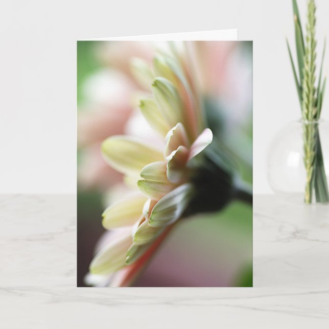 Tarjeta de cumpleaños Gerbera Daisy (Anverso)