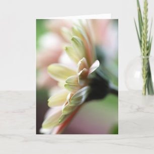 Tarjeta de cumpleaños Gerbera Daisy