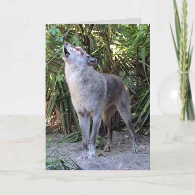 Tarjeta de cumpleaños Howling Wolf (Anverso)