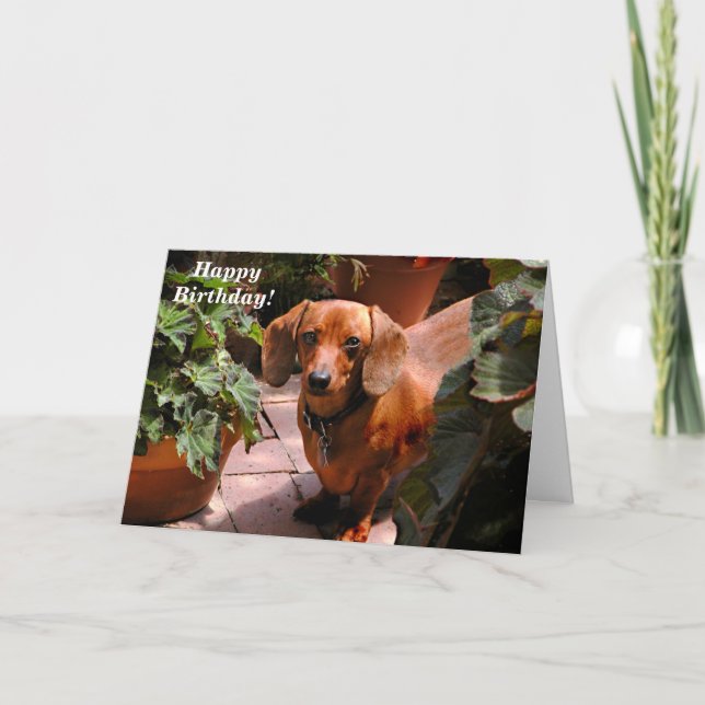 Tarjeta de cumpleaños humorística de Dachshund (Anverso)