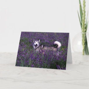 Tarjeta de cumpleaños Husky