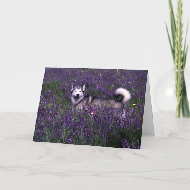 Tarjeta de cumpleaños Husky (Anverso)