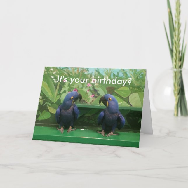 Tarjeta de cumpleaños Hyacinth Macaw (Anverso)
