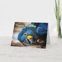 Tarjeta de cumpleaños Hyacinth Macaw lorts