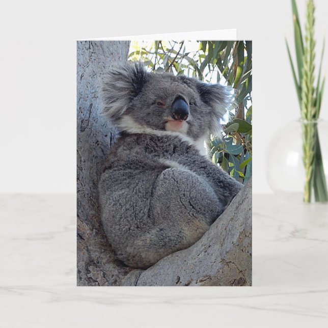 Tarjeta de Cumpleaños Koala en un Árbol de Goma (Anverso)