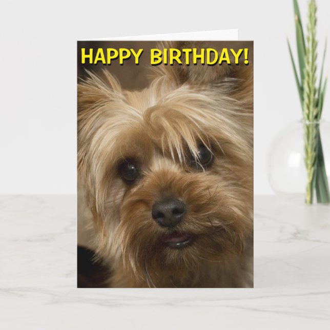 Tarjeta de cumpleaños linda de Yorkie (Anverso)