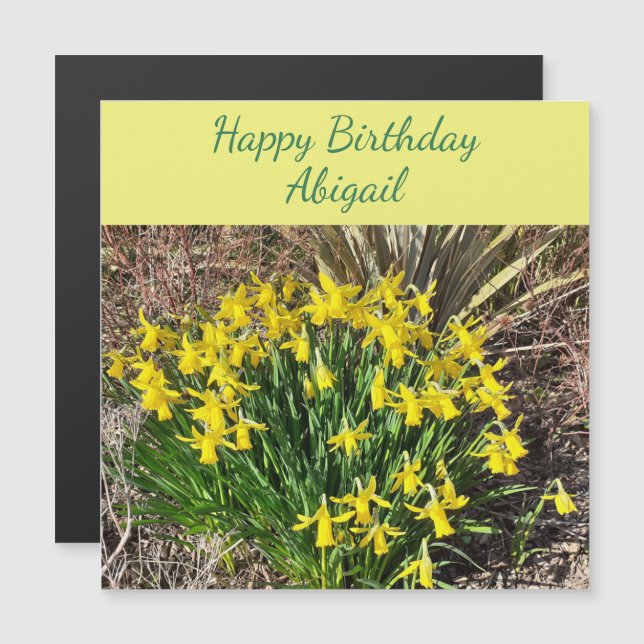 Tarjeta de cumpleaños magnética de Daffodils amari (Anverso/Reverso)