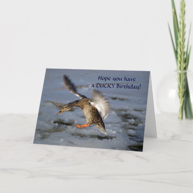 Tarjeta de cumpleaños Mallard Duck (Anverso)