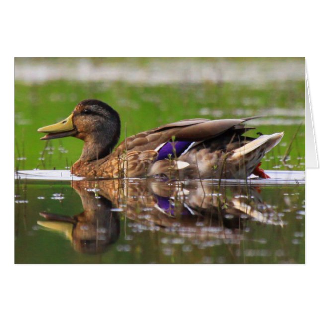 Tarjeta de cumpleaños Mallard Duck Nature (Anverso (Horizontal))
