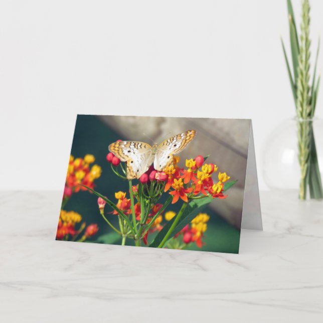 Tarjeta de cumpleaños - Mariposas de pavo real bla (Anverso)