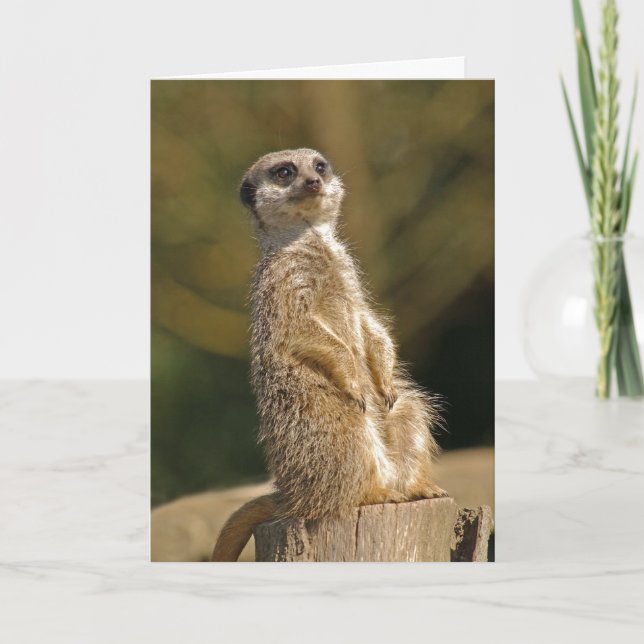 Tarjeta de cumpleaños Meerkat (Anverso)