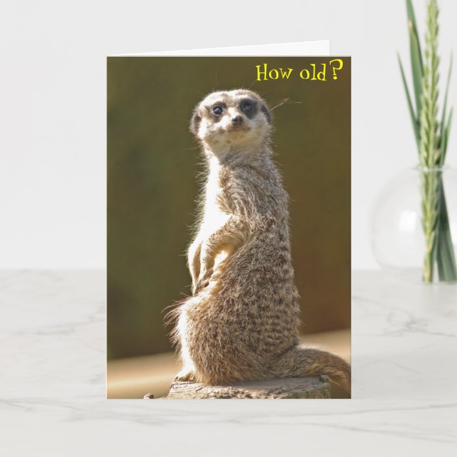 Tarjeta de cumpleaños Meerkat - ¿Cuántos años? (Anverso)