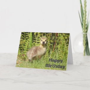 Tarjeta de cumpleaños o saludo de adorable ansarin