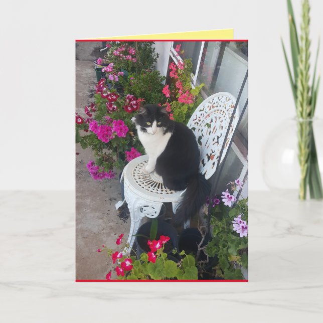 Tarjeta de cumpleaños para gatos de esmoquin con f (Anverso)