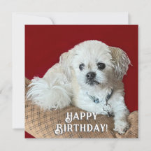 Tarjeta de cumpleaños para Malshi
